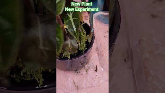 New Plant New Drainage Experiment #alocasia #alocasiaamazonica #africanmaskpolly #perlite #drainage смотреть онлайн