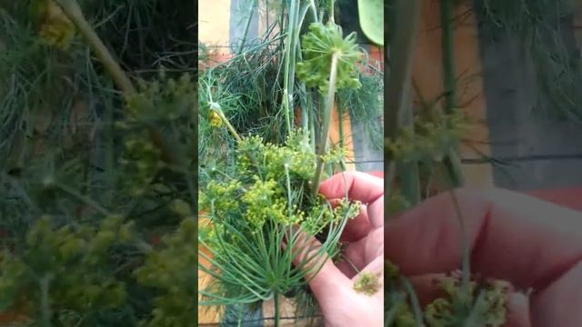 #Укроп, как афродизиак. смотреть онлайн