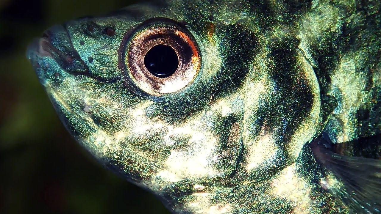 Аквариум под макросъёмкой. Relax aquarium 4K смотреть онлайн