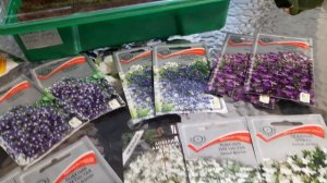 Лобелия/Сорта лобелии ,посев и уход/100% всхожесть семян лобелии,делюсь секретами/Ампельное растени