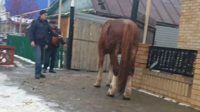 Лошади Волкова смотреть онлайн