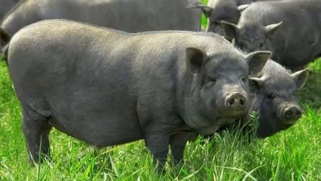 Порода свиней кармалы: описание, особенности в уходе смотреть онлайн