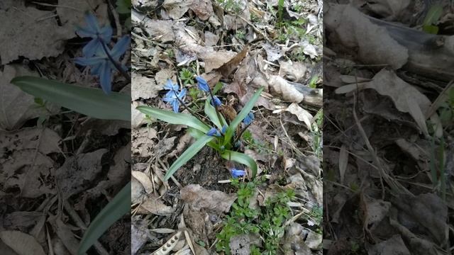 Звуковая сессия. Очищение Рода. Мастер Света ИЗИДА (Галатейя) 2.04.19 смотреть онлайн