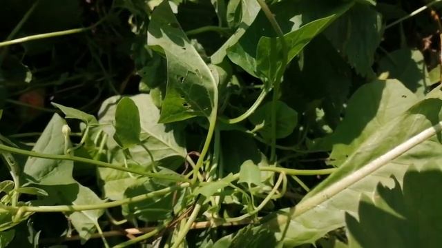 Раздаю клубнику просто так //Сорт,, Фестивальная,, смотреть онлайн