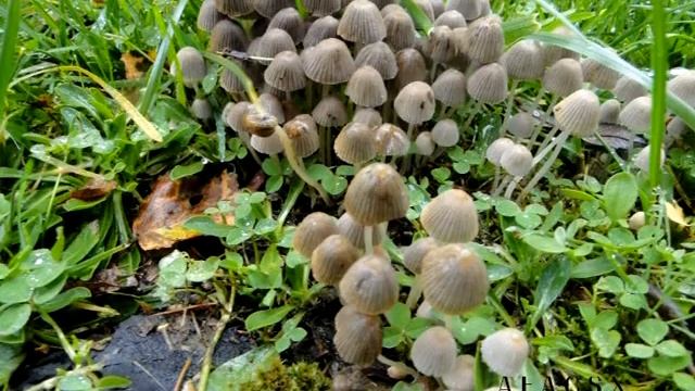Coprinus disseminatus Vidéo 432 - 2015 смотреть онлайн