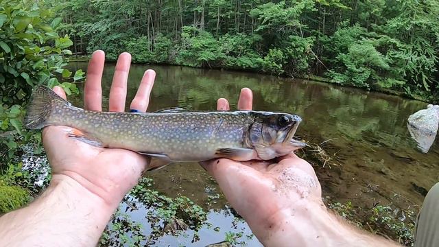 TROUT Fishing Remote Mountain Lake (CATCH & COOK) смотреть онлайн