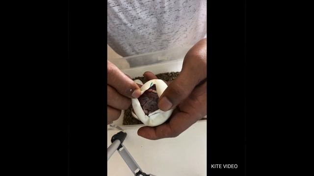 Cutting Ball python eggs , Super Stripe x Spinner pos yellowbelly , 7 Eggs No Slugs 2021 смотреть онлайн