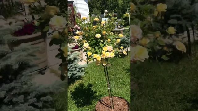 Почвопокровные розы на штамбе. Роза Ред Мелоун/  Red Malone, Голден Фейри/Golden Fairy