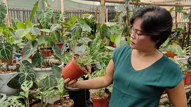 ANTHURIUM HYBRID JADI FAVORIT смотреть онлайн