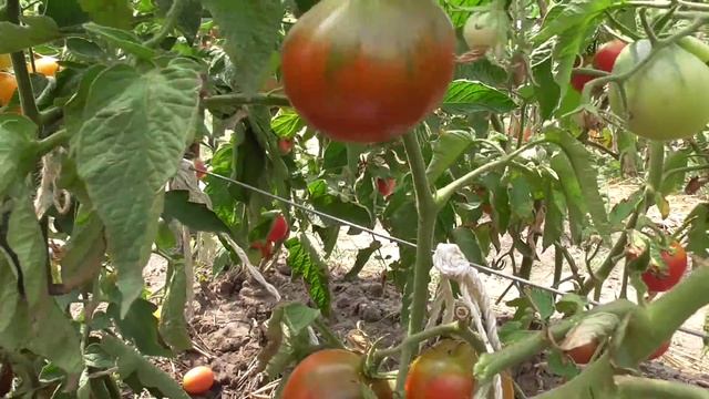 Томат "Чёрный принц". смотреть онлайн