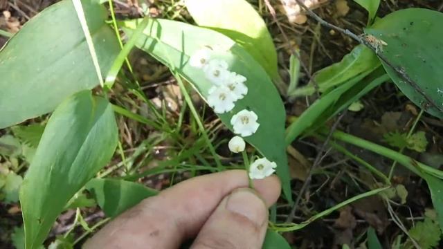 Приготовление шашлыка на костре хитрым способом!