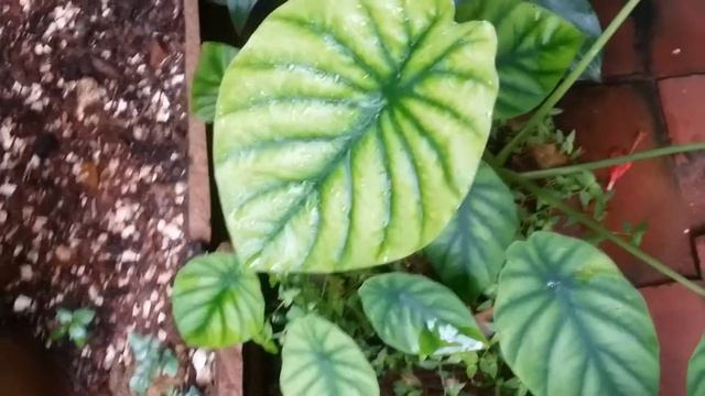 || ALOCASIA GREEN SHIELD CARE TIPS ||