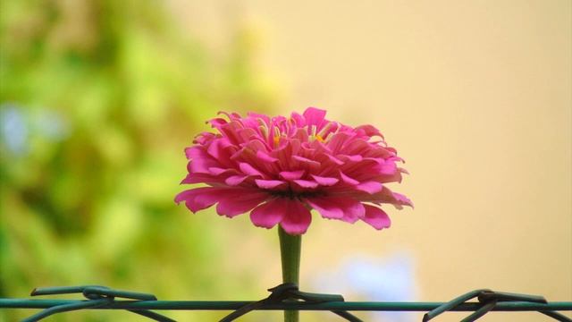 Sony DSC-H300 Sample Photos