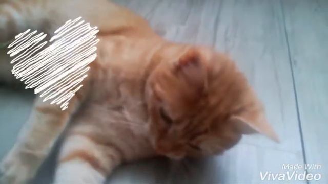 Кот кайфует , коту делают массаж:)