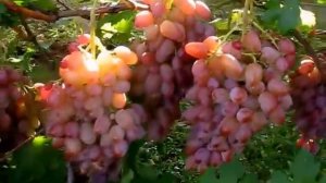 виноград Водограй 4-й год