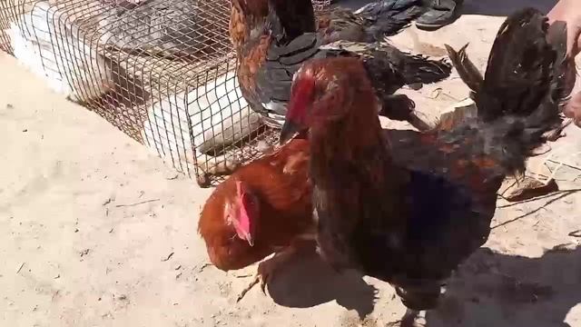 #нукус Тауык базар Нукус 11-Апрель.