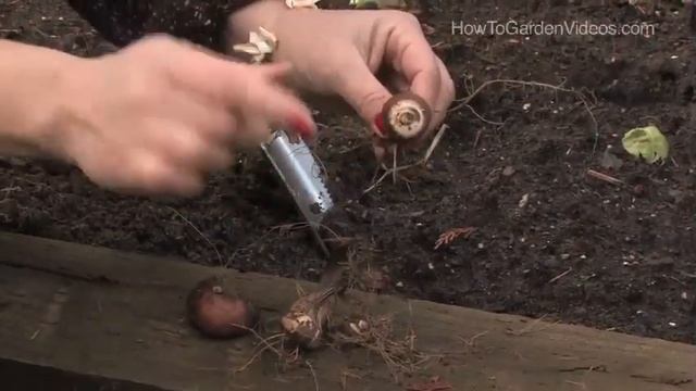 How to Plant Crocosmia Bulbs смотреть онлайн