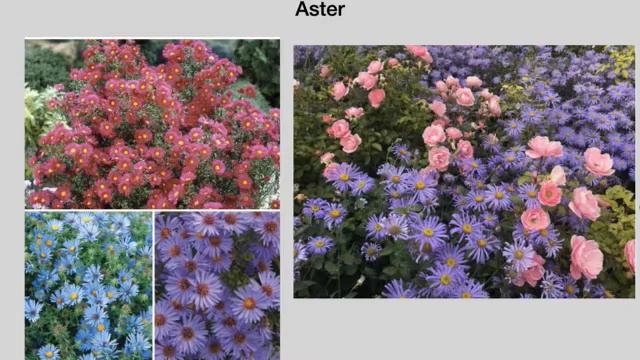 American Rose Society's SymROSEium смотреть онлайн