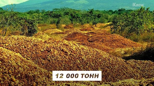 12 000 тонн выброшенных апельсинов спустя 20 лет превратили почву в... смотреть онлайн