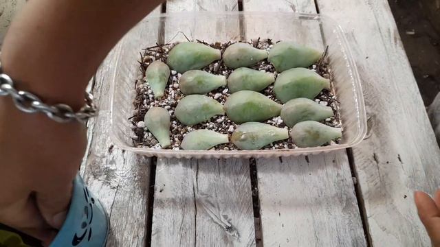 Decapitando y propagando Echeverias Peach Pride y E. Hokahou. смотреть онлайн