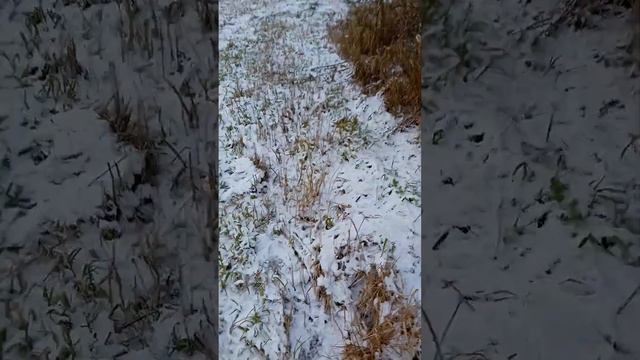 нашёл где зайци ели смотреть онлайн