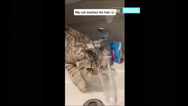 Уникальная подборка тик-ток с животными. Топовое ржачное видео. Ржу не могу 2023 смотреть онлайн