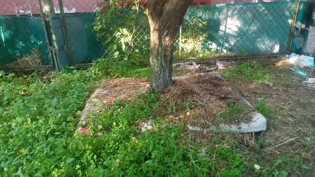 Козы съели ВСЮ кору. Как восстановить деревья? Прививка почек и веточек смотреть онлайн