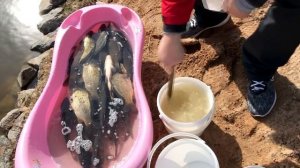 зарыбление карпом пруда на даче!выращивание рыбы!карп в пруду на участке возле дома!