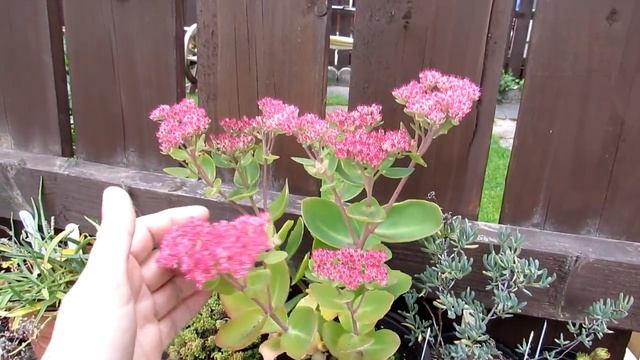 My Sedum spectabile 'Hylotelephium spectabile' Succulent Plant in Bloom смотреть онлайн