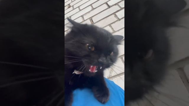 На Бакса опять все пыхтят 🐕🐈⬛🐩 #собаки #кот смотреть онлайн
