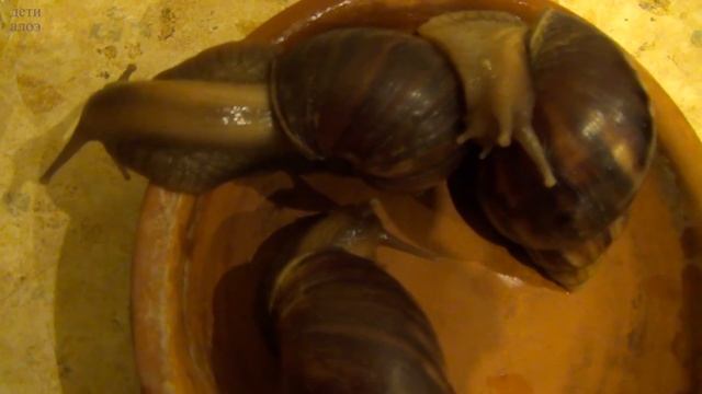 Известковый налёт на ракушке // Дети Алоэ смотреть онлайн