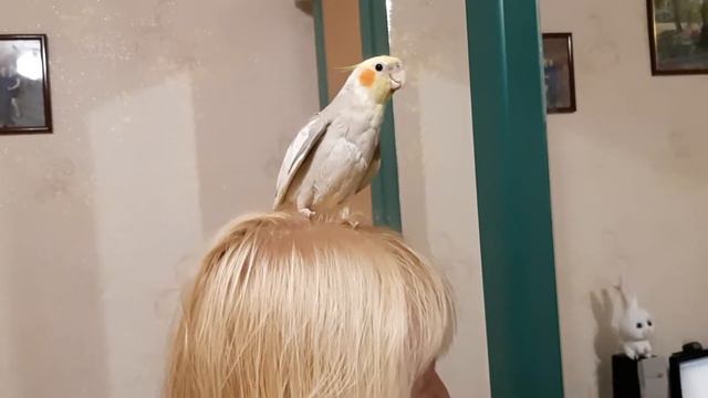Corella Protects Its Territory (Корелла защищает свою территорию)