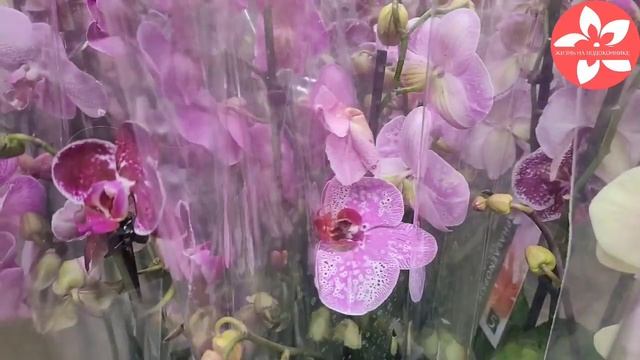 ОБИ порадовал орхидеями