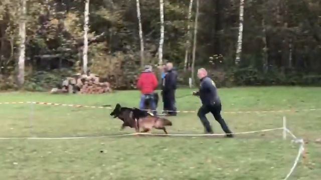 Our Stud V Rio von Gebruder Grimm at our kennel vom Broward Haus / www.BrowardShepherds.com смотреть онлайн