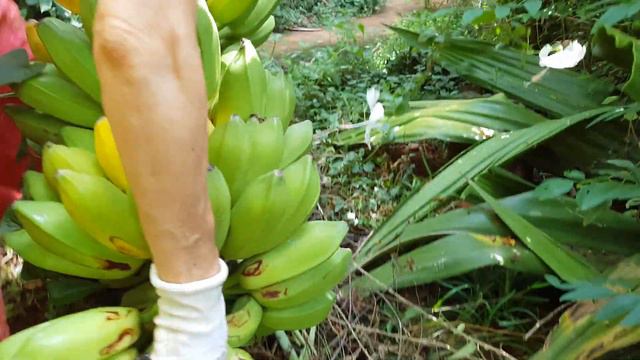 RAW GINGER CANDY | Sugarfree Candy Recipe