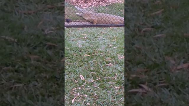 Аист и крокодил дружба. смотреть онлайн