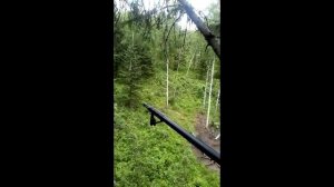 охота на солонце ( лабазе) добыча изюбра. устройство и хитрости  солонца.