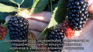 Размножение ежевики черенками весной