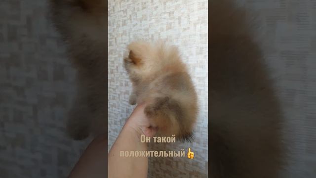 #шпиц #шпицуля #померанец #питомцы #померанскийщпиц #собачки #пушистыепороды #москва #купитьпома смотреть онлайн