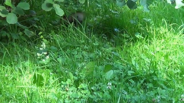 1 Белки на Елагином острове, 1 августа 2015, СПб смотреть онлайн