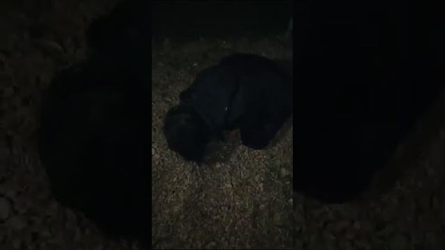 ПАСЕЛОК ЧАТКОЛЬ ВОТ ОНО МАЛОЛЕТНЕЕ ПОКОЛЕНИЕ УЖАС КУДА СМОТРЯТ РОДИТЕЛИ смотреть онлайн