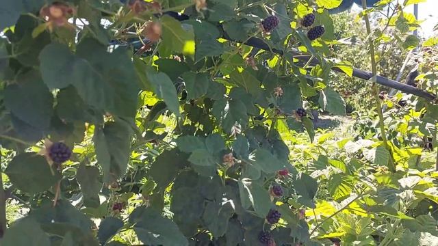 Ежевика Коламбия Гигант смотреть онлайн