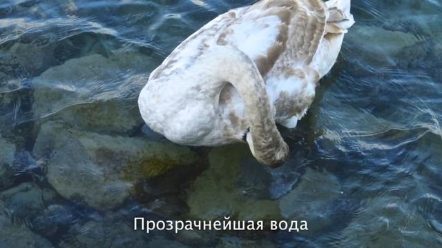 Поездка на Балатон смотреть онлайн