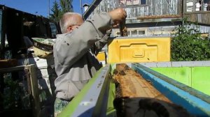 улей биненхаус ( bienenhaus ) показал преимущество перед ульем из дерева, на не желание пчел роитьс