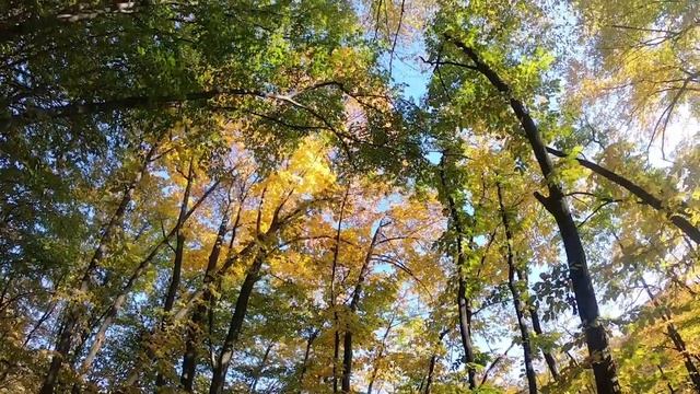 Осенний Голосеевский парк, г. Киев смотреть онлайн