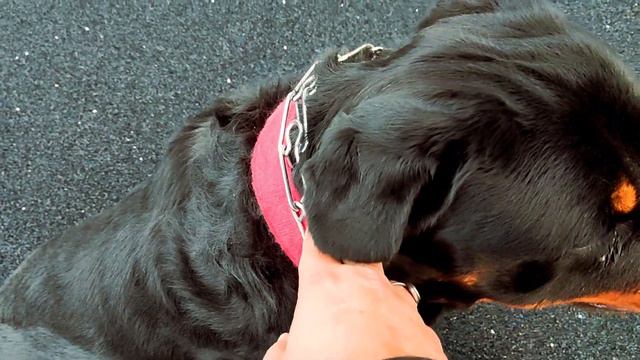 Rottweiler's Character. / როტვეილერის ხასიათი. / Характер ротвейлера.