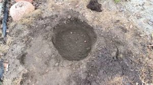 Посадка пиерис японский (Pieris japonica) в свой вересковый садик .