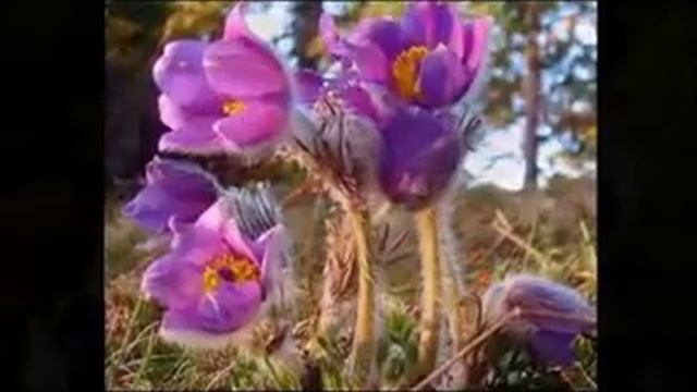 Песня про подснежники. У нас в Республике сегодня день подснежника смотреть онлайн