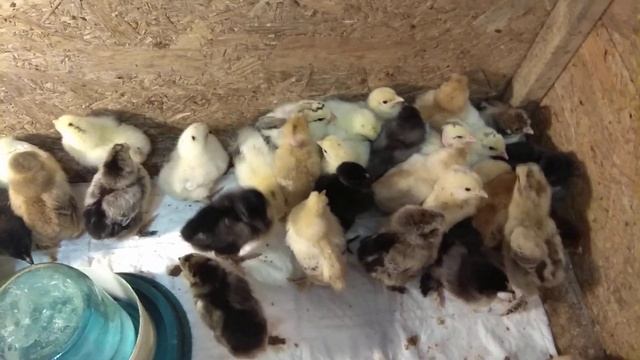 Брама+Голошейка =Страусята ))) смотреть онлайн