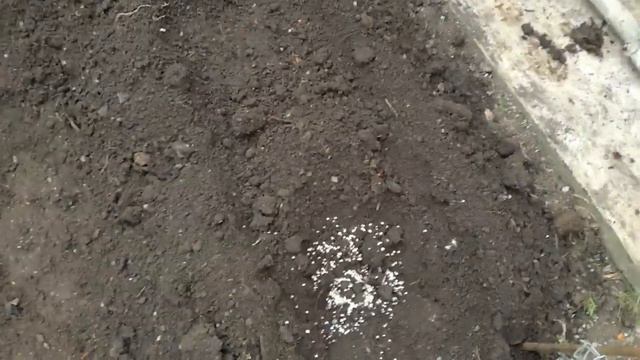 Посадка ремонтантной малины вместе! 10.10.19 смотреть онлайн